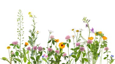 Beyaz arkaplanda renkli çayır çiçekleri, afiş tasarımı