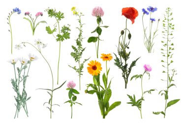 Birçok farklı çayır çiçekleri beyazlar üzerine izole edilmiş.