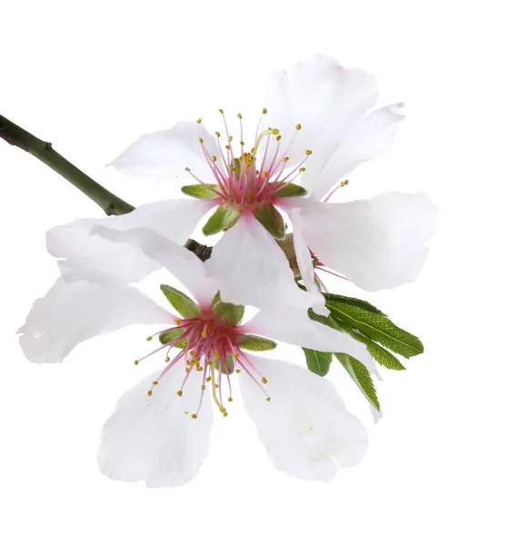 Smukke Foråret Træblomster Isoleret Hvid Royaltyfrie stock-fotos