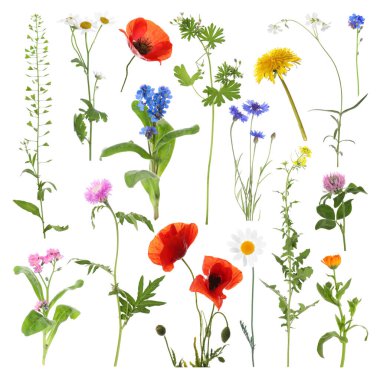 Birçok farklı çayır çiçekleri beyazlar üzerine izole edilmiş.