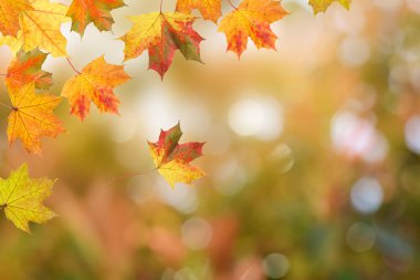 Sonbahar sezonu. Bulanık arkaplanda renkli sonbahar yaprakları