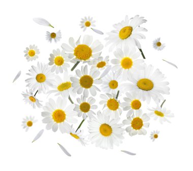 Beyaz arka planda havadaki birçok papatya çiçeği