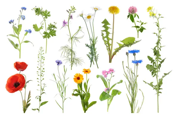 Birçok farklı çayır çiçekleri beyazlar üzerine izole edilmiş.