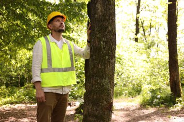 Ormandaki ağacı inceleyen sert şapkalı Forester.