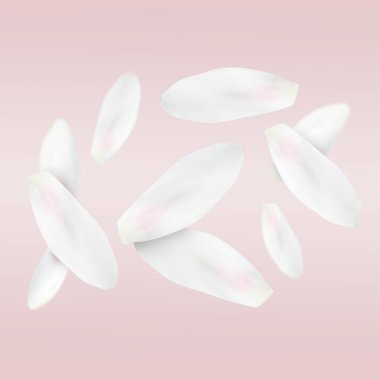 Nilüfer çiçeği yaprakları açık pembe arka plana düşer