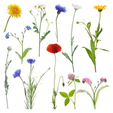 Birçok farklı çayır çiçekleri beyazlar üzerine izole edilmiş.