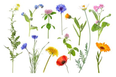 Birçok farklı çayır çiçekleri beyazlar üzerine izole edilmiş.