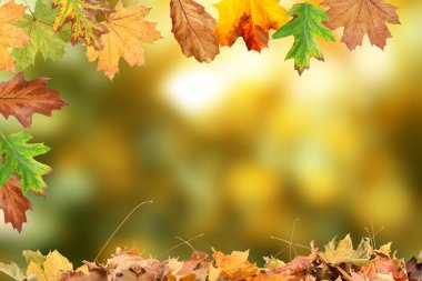 Sonbahar sezonu. Bulanık arkaplanda renkli sonbahar yaprakları