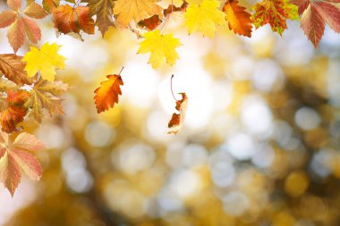 Sonbahar sezonu. Bulanık arkaplanda renkli sonbahar yaprakları