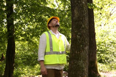 Ormandaki ağacı inceleyen sert şapkalı Forester.