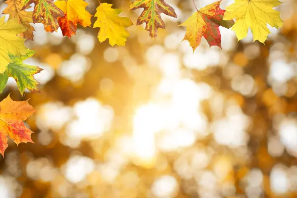 Fall Season Colorful Autumn Leaves Blurred Background Imagen De Stock