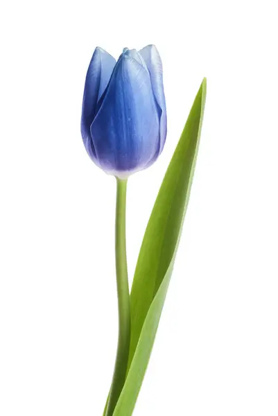 Hermoso Tulipán Azul Aislado Blanco Flor Brillante Fotos De Stock Sin Royalties Gratis