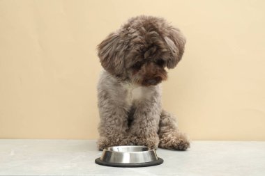 Tatlı Maltipoo köpeği ve kapalı alanda yemek kasesi. Sevimli hayvan