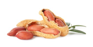 Taze fıstık ve dal beyazın üzerinde izole edilmiş.