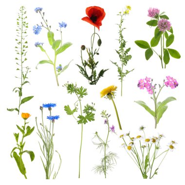 Birçok farklı çayır çiçekleri beyazlar üzerine izole edilmiş.