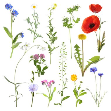 Birçok farklı çayır çiçekleri beyazlar üzerine izole edilmiş.