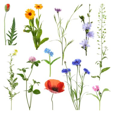 Birçok farklı çayır çiçekleri beyazlar üzerine izole edilmiş.