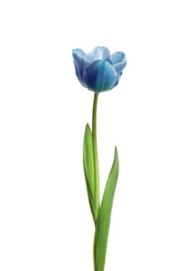 Güzel mavi lale beyaza izole edilmiş. Parlak çiçek