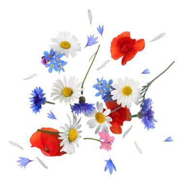 Beyaz arkaplana düşen güzel çayır çiçekleri