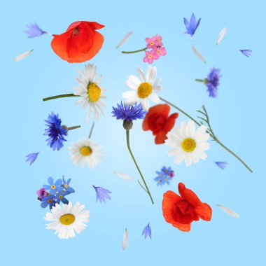 Açık mavi arkaplana düşen güzel çayır çiçekleri