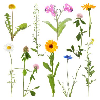 Birçok farklı çayır çiçekleri beyazlar üzerine izole edilmiş.