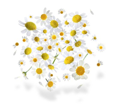 Beyaz arka planda havadaki birçok papatya çiçeği