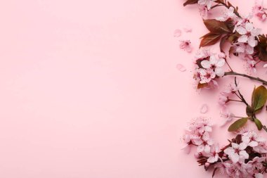 Pembe arka planda güzel çiçekleri olan bahar ağacı dalları, üst manzara. Metin için boşluk