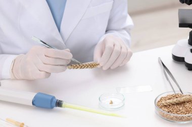 Quality control. Food inspector examining wheat spikelet in laboratory, closeup