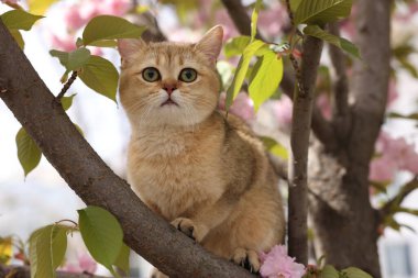 Bahar ağacı dalında güzel çiçekleri olan sevimli bir kedi.