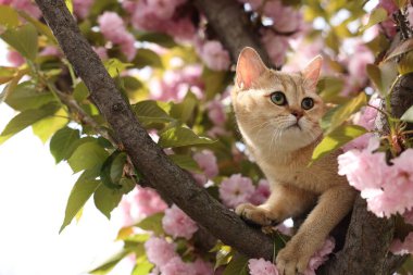 Açık havada çiçek açan bahar ağacında tatlı bir kedi.