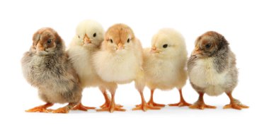 Bir sürü tatlı piliç beyazda izole edilmiş. Yavru hayvanlar