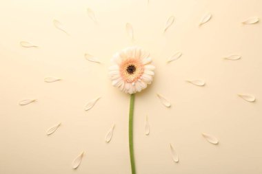Güzel Gerbera çiçeği ve bej arka planda taç yaprakları, üst manzara