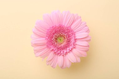 Bej arka planda güzel pembe gerbera çiçeği, üst manzara.