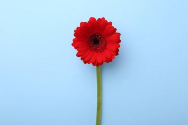 Açık mavi arkaplanda güzel kırmızı gerbera çiçeği, üst manzara