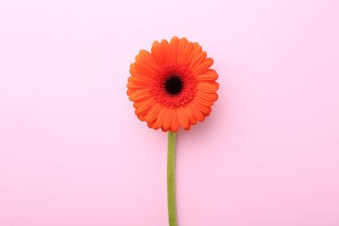 Pembe arka planda güzel turuncu gerbera çiçeği, üst manzara.