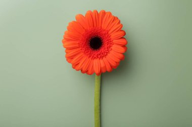 Soluk yeşil arka planda güzel kırmızı gerbera çiçeği, üst manzara