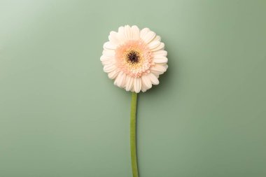 Soluk yeşil arka planda güzel bej gerbera çiçeği, üst manzara.