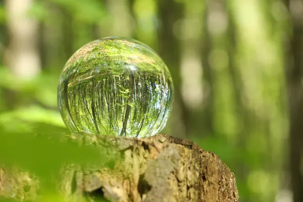 stock image Green trees outdoors, overturned reflection. Crystal ball on stump in forest