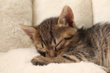 Şirin tüylü kedi yavrusu evcil hayvan yatağında uyuyor. Yavru hayvan