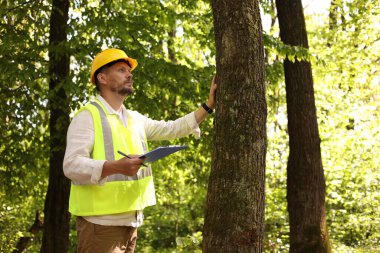 Forester in hard hat with clipboard examining tree in forest