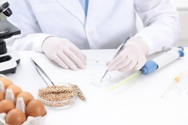 Quality control. Food inspector examining wheat grain in laboratory, closeup