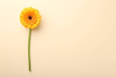 Bej arka planda güzel sarı gerbera çiçeği, üst manzara. Metin için boşluk
