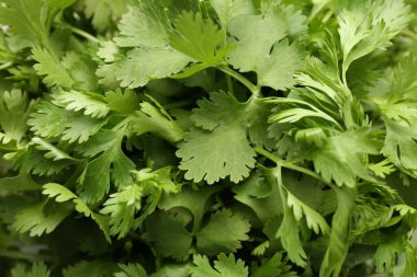 Arka plan olarak taze yeşil kişniş yaprakları, üst görünüm