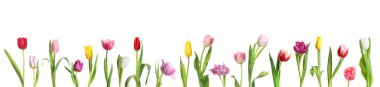 Beautiful colorful tulips isolated on white, set