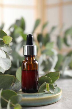 Aromaterapi. Bir şişe temel yağ ve okaliptüs yaprakları gri masada.