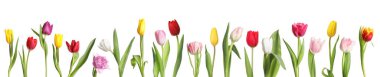 Beautiful colorful tulips isolated on white, set