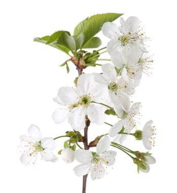 Güzel çiçekleri ve yaprakları olan bahar dalıyla bembeyaz