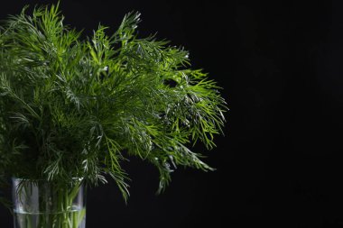 Siyah arka planda taze dereotu, yakın plan. Metin için boşluk