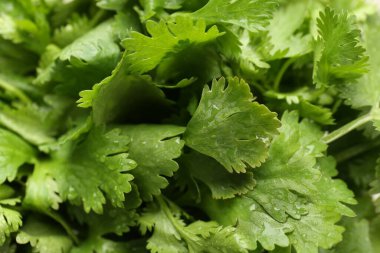 Taze yeşil kişniş yaprakları arka plan olarak, yakın plan