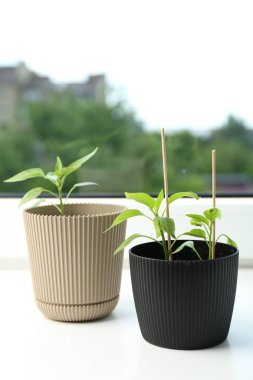 Pencere pervazında biber tohumları